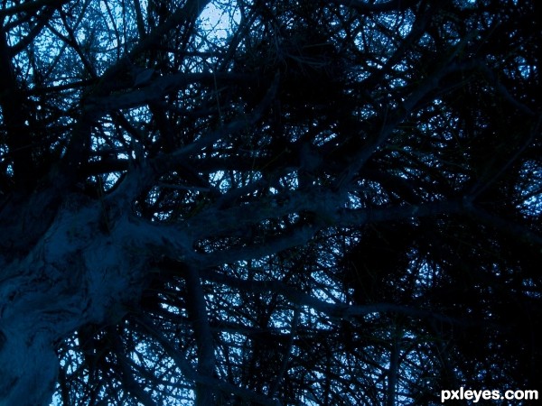 Dark night Tree